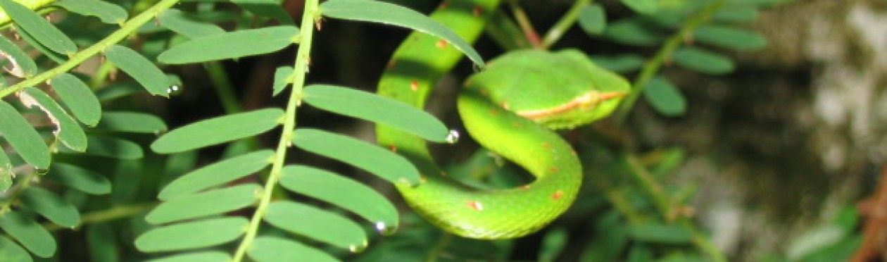 Teaching Languages with Comprehensible Input (Primary)