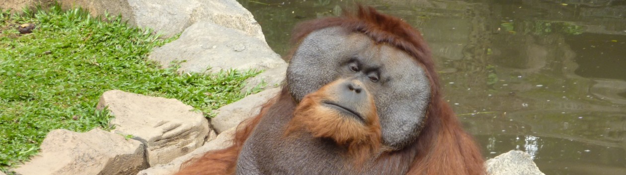 Teaching Languages with Comprehensible Input (Primary)